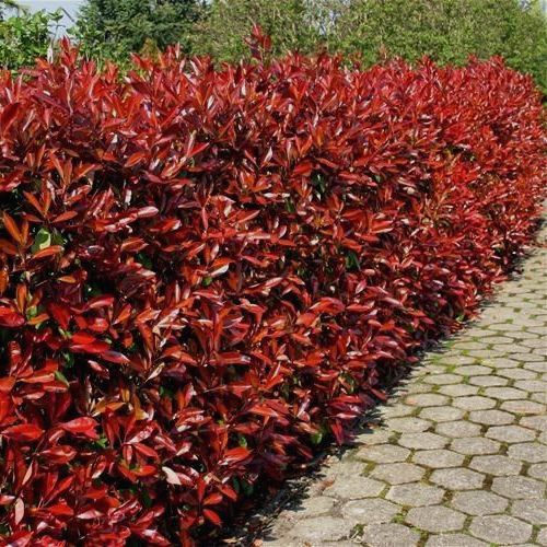 Boli comune ale Photinia Fraseri Red Robin si tratarea lor